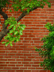 green on branch with old brown brick wall background - 500358780