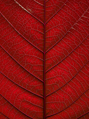 macro of red leaf texture, autumn background