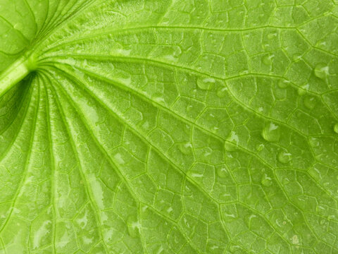 clear water drops on green lotus leaf texture, after rain