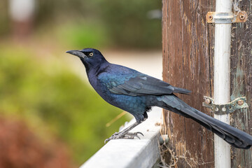 Great-tailed Grackle (male) sits on a fence.