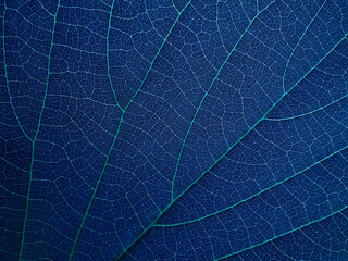 close up blue leaf with vein of nature texture background