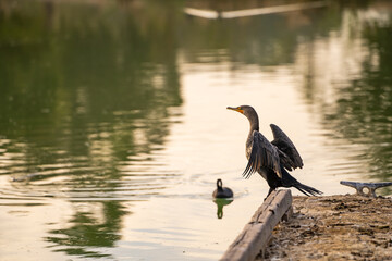 Double-crested cormorant (phalacrocorax auritus) stands on a boat dock with open wings.