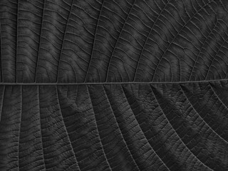 black leaves texture or background - 500358941