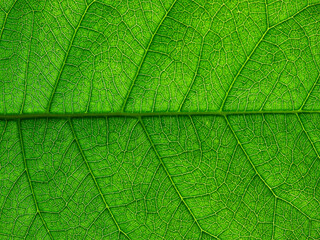 Plakat macro shot of green leaf texture