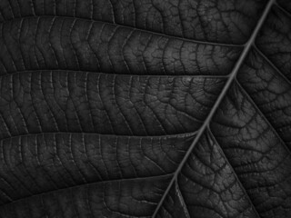 close up black leaf texture, natural background