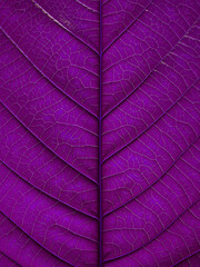 close up natural purple leaf texture