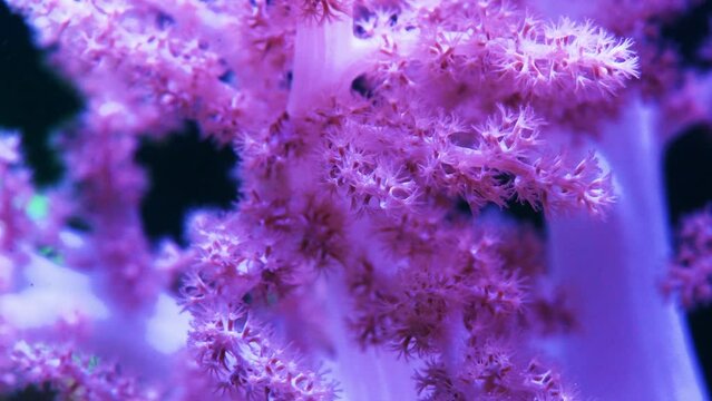 True beauty lies in the depths of the sea. 4k video footage of beautiful colt coral underwater.