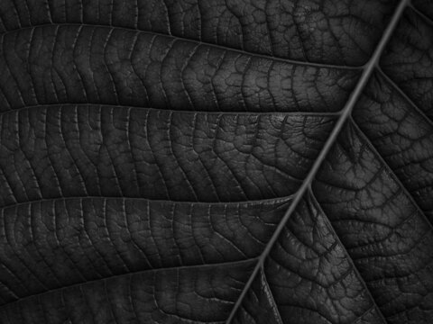 Close Up Black Leaf Texture, Natural Background