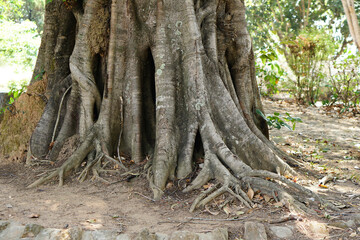 Roots of a large Bodhi tree     