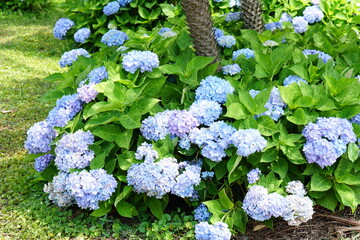 Beautiful hydrangeas in the garden