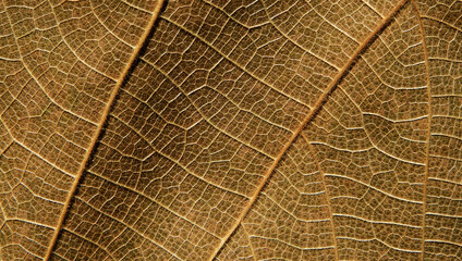 Fototapeta premium macro shot vein of dry leaf texture