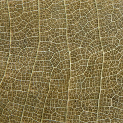 detail of vein dry leaf texture