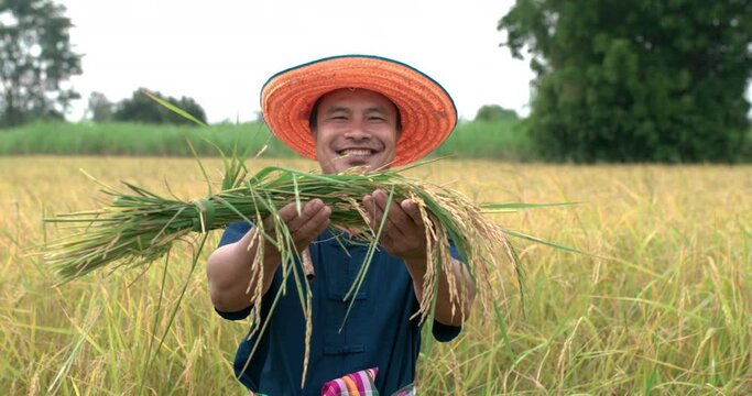 Portrait of Happy Asian farmer man in a blue dress showing rice and looking at camera in the paddy field.