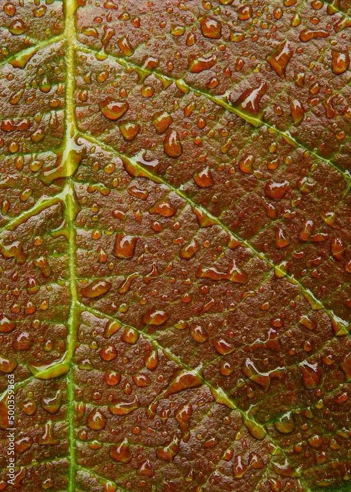 Poster water drops on brown leaf texture