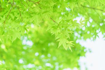青もみじのやわらかいグリーン背景