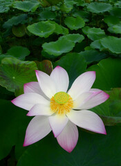 pink sacred lotus ( Nelumbo nucifera ) flower blooming in the pond at the park