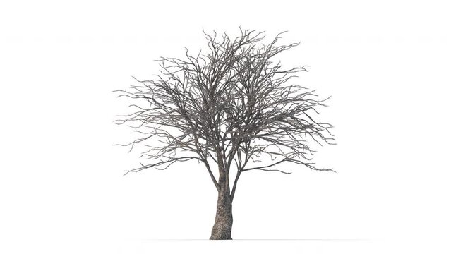 Growing trees on a white background 3D animation growth grow from small to large, Pseudoplatanus trees animate in the wind on white background with alpha matt 3D virtual.3d rendering with id pass