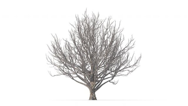 Growing trees on a white background 3D animation growth grow from small to large, FieldMaple trees animate in the wind on white background with alpha matt 3D virtual.3d rendering with id pass