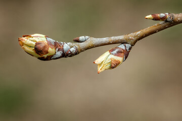 Horizontal photo of opening pear buds isolated on blurred natural background.