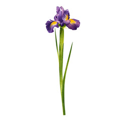 Iris. Beautiful purple flower. Hand drawn watercolor painting isolated on white background.