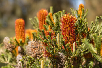 Close-up of Banksia ‘Yellow Wing’ flowers.	