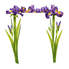 Irises. Square frame made of flowers. Hand drawn watercolor painting isolated on white background.