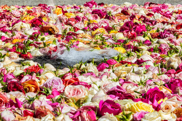 Fresh roses floating on a Zurich public fountain - a tradition of Easter with topic of No Thorn, No rose to symbolise sacrifice and love