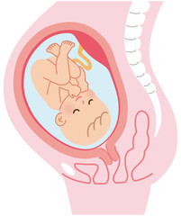 妊娠中の母体の仕組み　赤ちゃん　出産 - obrazy, fototapety, plakaty