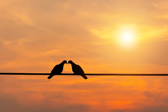 Silhouette of couple birds on wire blurred sunset background, Birds in love