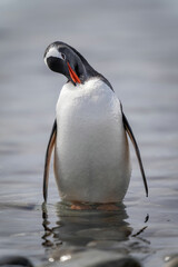 Gentoo penguin stands preening in rocky shallows