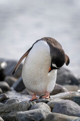 Fototapeta premium Gentoo penguin stands preening itself on rocks