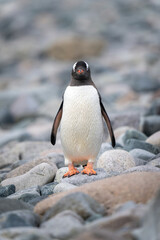 Gentoo penguin stands staring straight at camera © Nick Dale