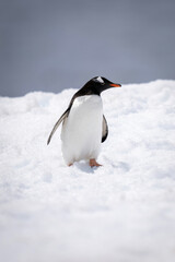 Gentoo penguin stands turning head in snow