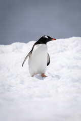 Fototapeta premium Gentoo penguin stands turning head in snow