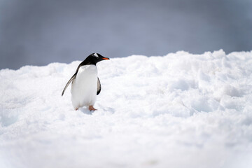 Gentoo penguin stands stretching neck in snow