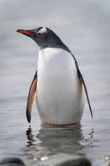 Gentoo penguin stands turning head in shallows