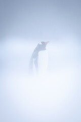 Gentoo penguin stands raising beak in snowstorm