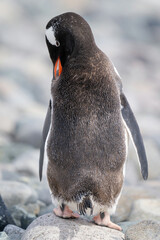 Gentoo penguin stands preening on sunlit rock