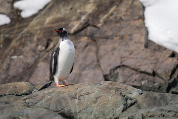 Gentoo penguin stands turning head on rock