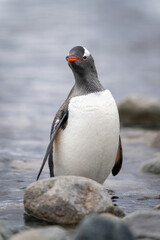 Fototapeta premium Gentoo penguin stands watching camera behind rock