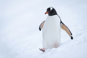 Fototapeta premium Gentoo penguin strides through snow eyeing camera