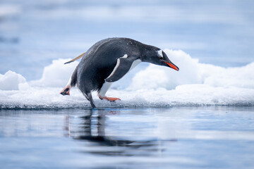 Gentoo penguin starts to dive into water