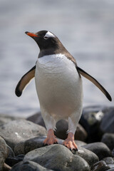 Gentoo penguin stands turning head on rocks
