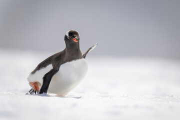 Gentoo penguin struggles through snow in sunlight