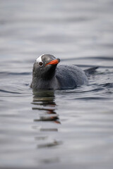 Gentoo penguin swims in sea watching camera