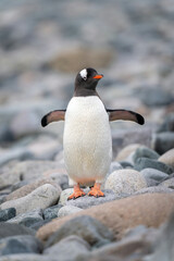 Gentoo penguin stands watching camera flippers extended © Nick Dale