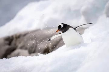 Fototapeten Gentoo penguin struggles through snow near rocks © Nick Dale
