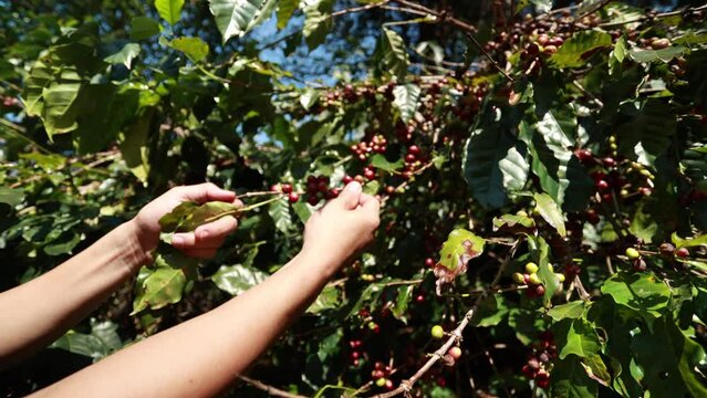 Asia farmer picking coffee in the coffee plant