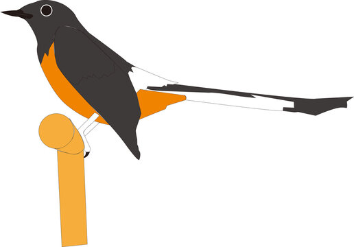 illustration of a bird