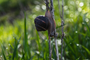 A snail on a branch. A snail with horns and a large shell crawls along a dry branch on a green blurry background. A large snail crawling vertically with a shell in a meadow on a spring morning.